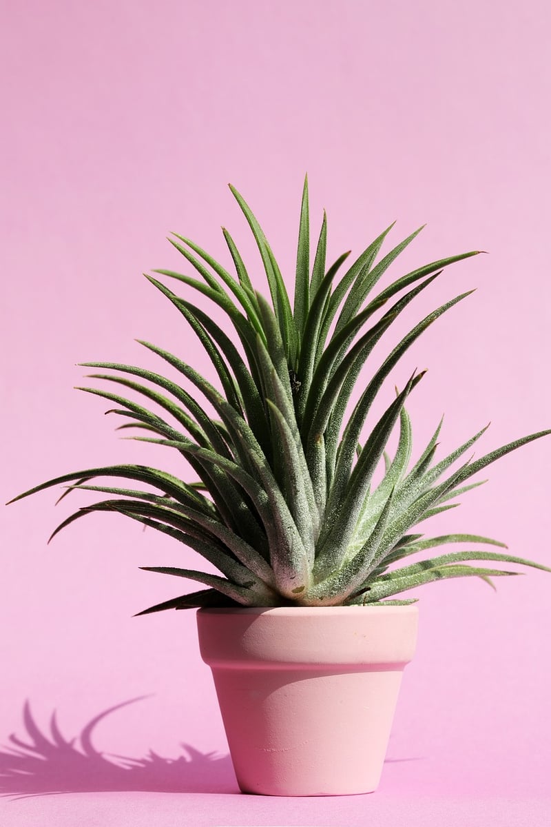 Modern Succulents